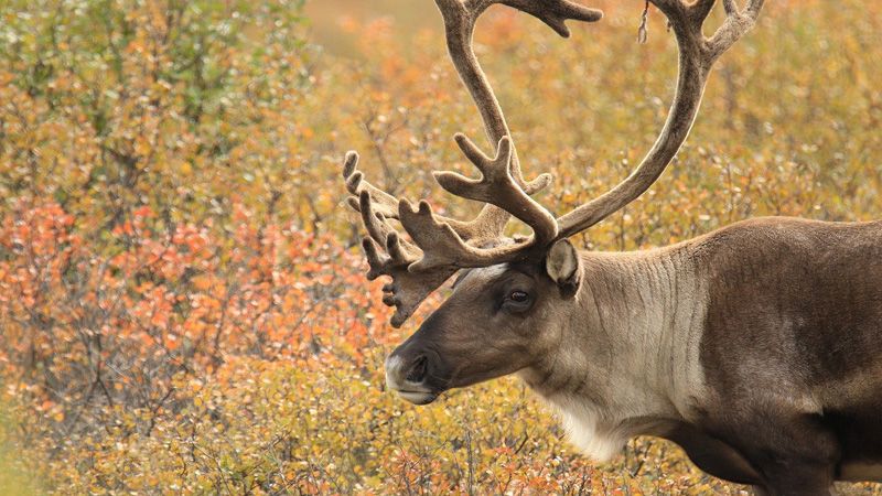 alaska-guided-hunt-of-caribou