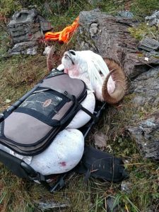 dall_sheep_hunting_guide_alaska