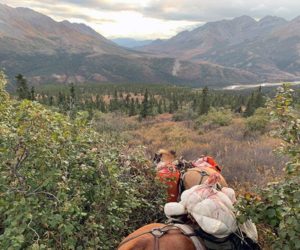 horse-pack-hunting-in-alaska