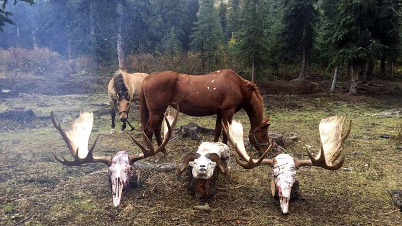 moose_hunt_guide_alaska_horseback
