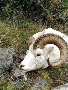 sheep_hunting_in_alaska