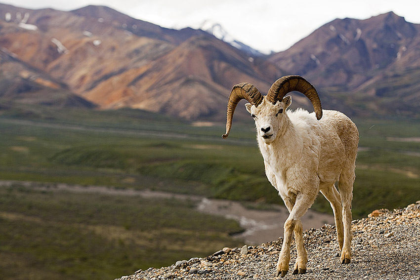 dall-sheep-hunting-alaska-outfitters