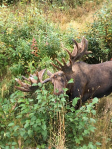 moose hunting guides in Alaska